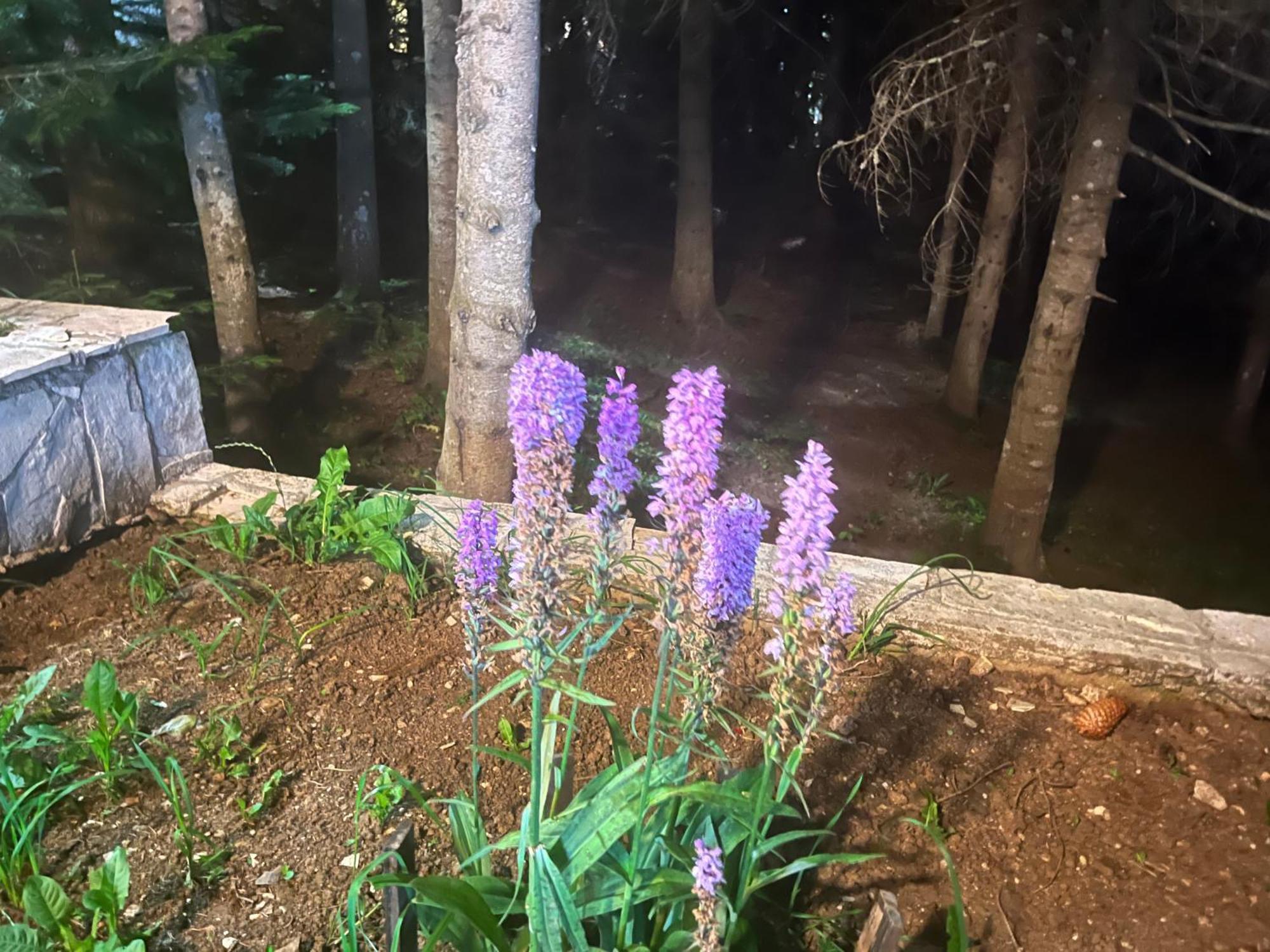 Vila Idila Žabljak Exteriér fotografie